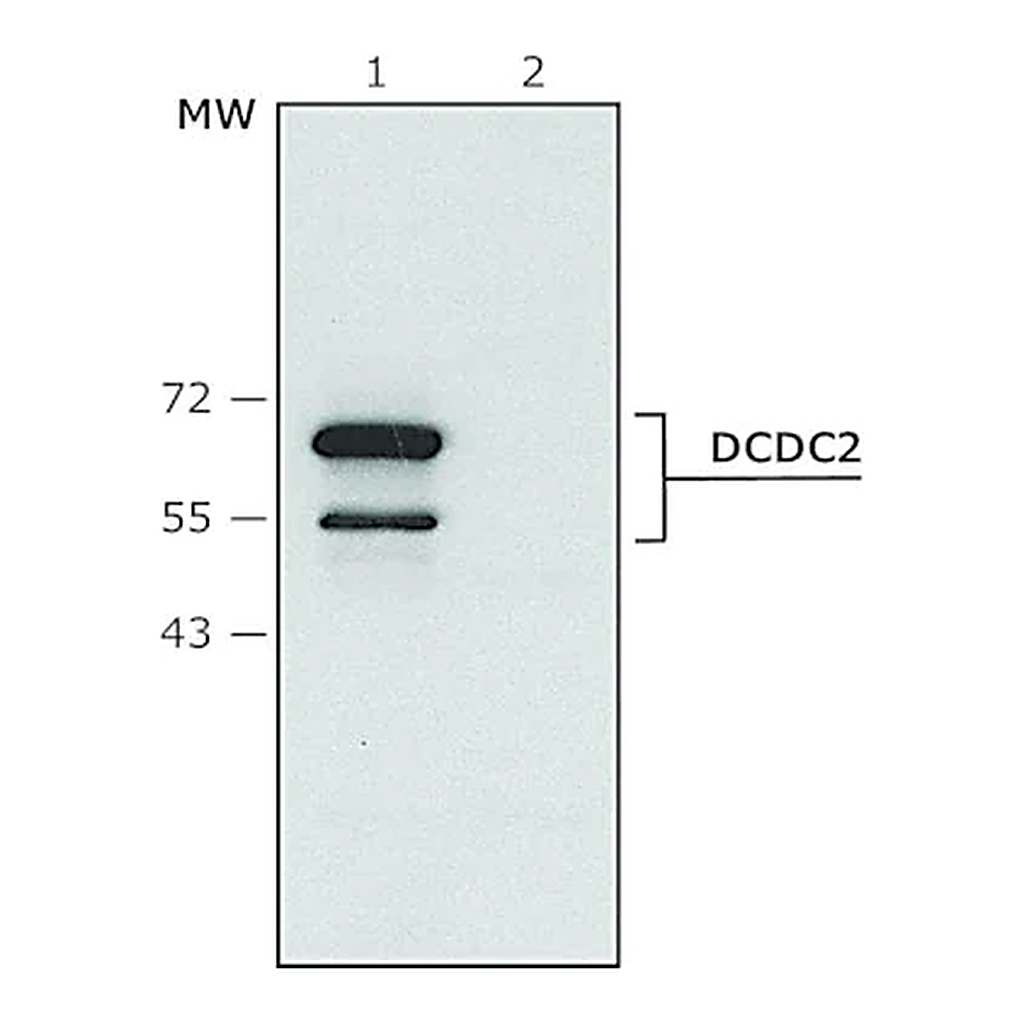 Merck Anti-DCDC2 (C-terminal) antibody produced in rabbit