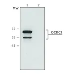 Merck Anti-DCDC2 (C-terminal) antibody produced in rabbit