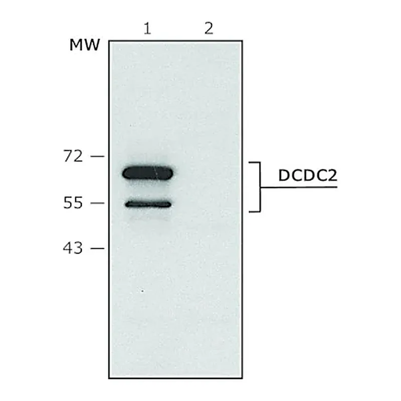 Merck Anti-DCDC2 (C-terminal) antibody produced in rabbit