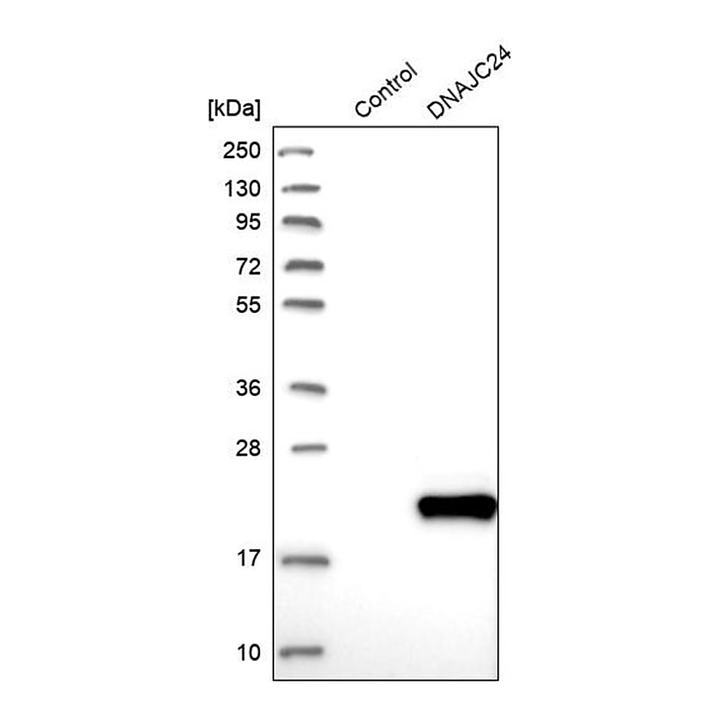 Merck Anti-DNAJC24 antibody produced in rabbit