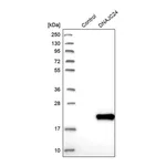 Merck Anti-DNAJC24 antibody produced in rabbit