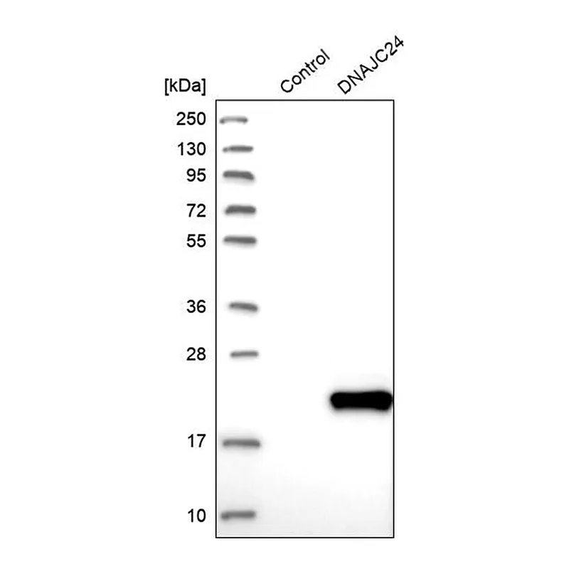 Merck Anti-DNAJC24 antibody produced in rabbit