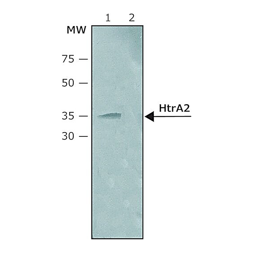 Merck Anti-HtrA2 (C-terminal) antibody produced in rabbit