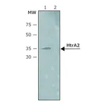 Merck Anti-HtrA2 (C-terminal) antibody produced in rabbit