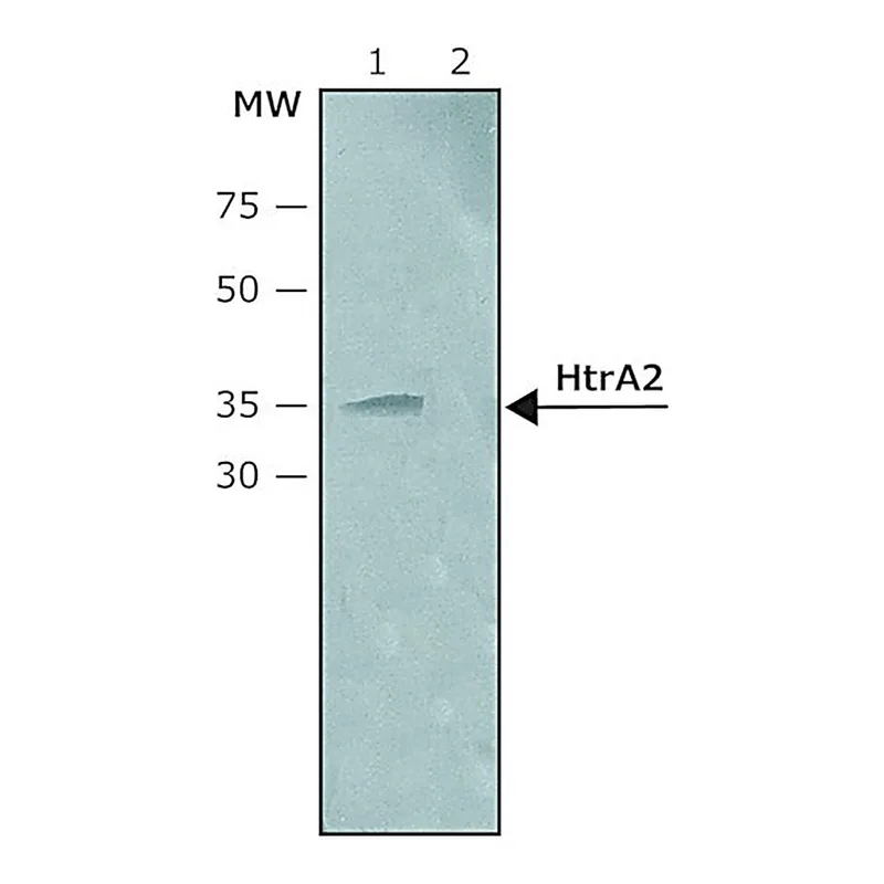 Merck Anti-HtrA2 (C-terminal) antibody produced in rabbit