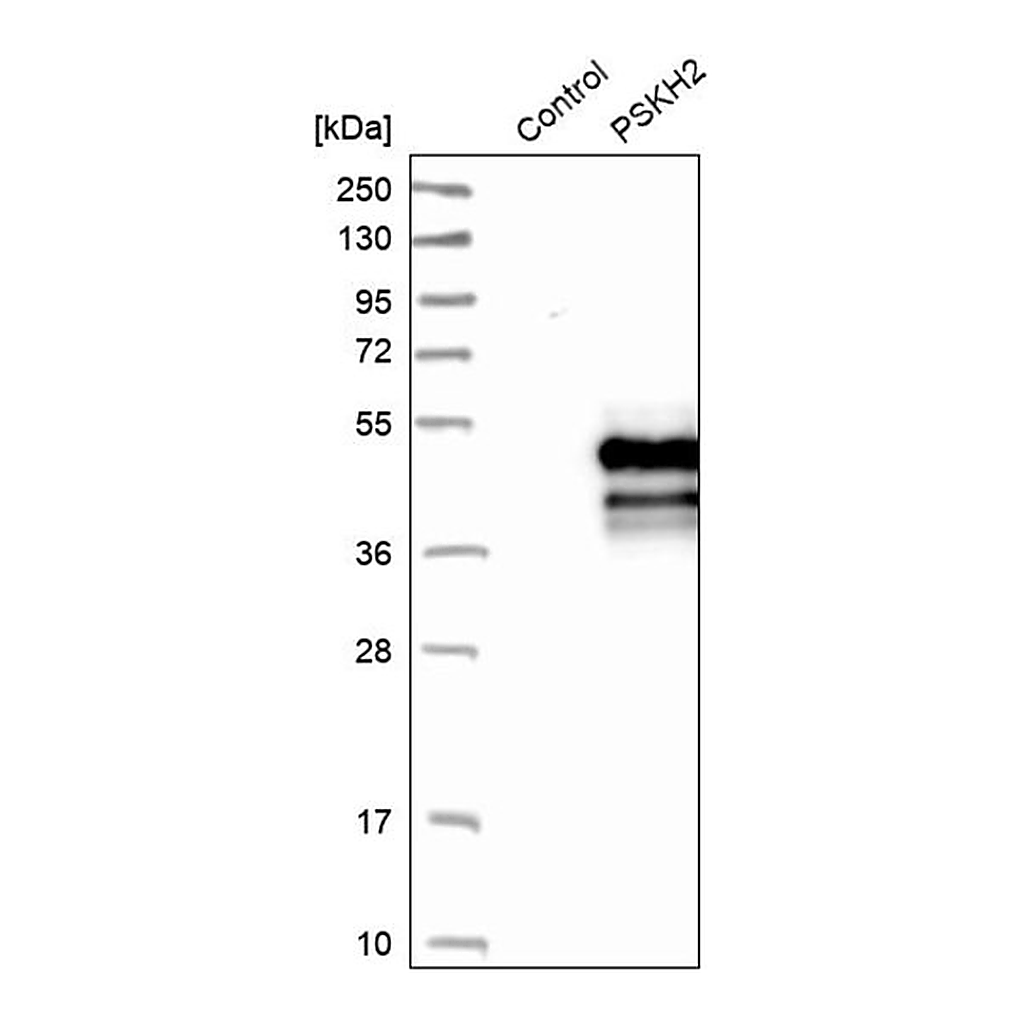 Merck Anti-PSKH2 antibody produced in rabbit