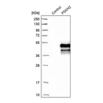 Merck Anti-PSKH2 antibody produced in rabbit