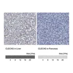 Merck Anti-CLEC4G antibody produced in rabbit