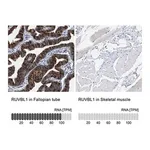 Merck Anti-RUVBL1 antibody produced in rabbit