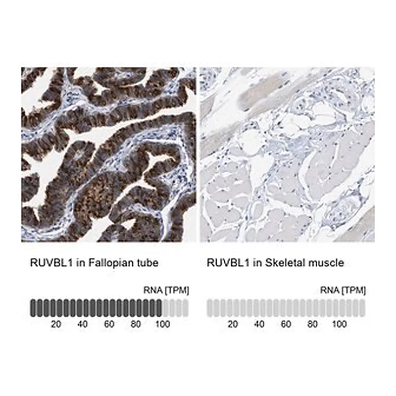 Merck Anti-RUVBL1 antibody produced in rabbit