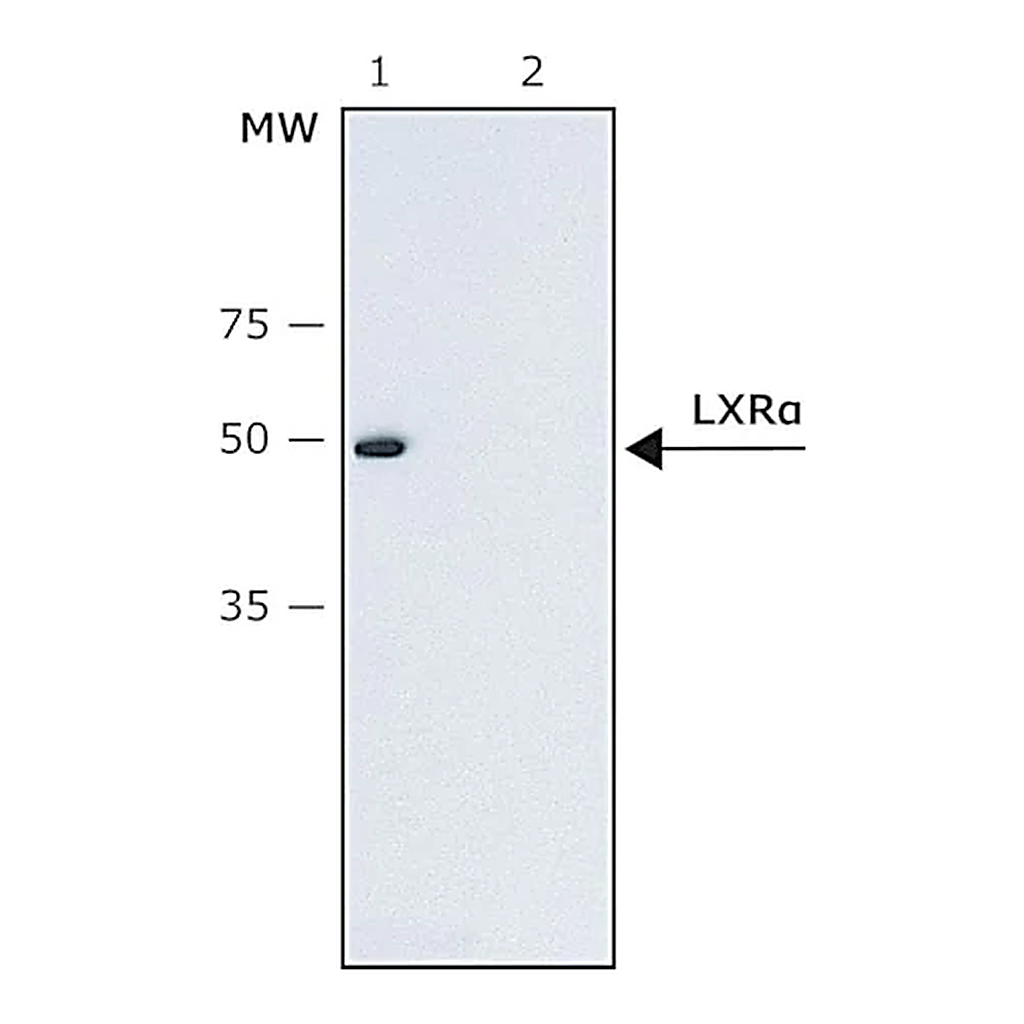 Merck Anti-LXRα (N-terminal) antibody produced in rabbit