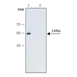 Merck Anti-LXRα (N-terminal) antibody produced in rabbit