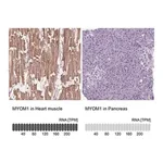Merck Anti-MYOM1 antibody produced in rabbit