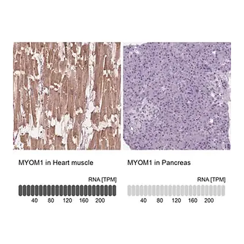 Merck Anti-MYOM1 antibody produced in rabbit