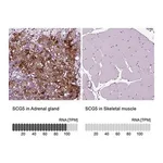 Merck Anti-SCG5 antibody produced in rabbit