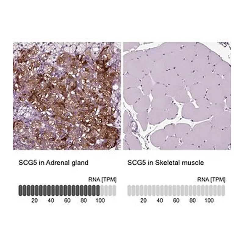 Merck Anti-SCG5 antibody produced in rabbit