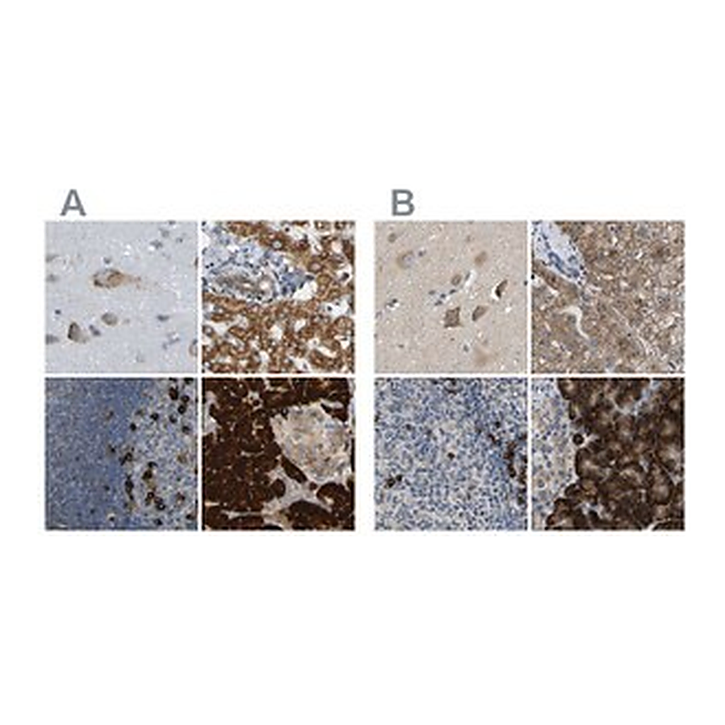Merck Anti-SSR1 antibody produced in rabbit