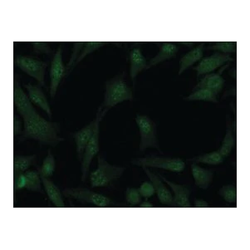 Merck Anti-Cullin-4A antibody produced in rabbit