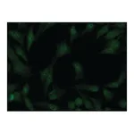 Merck Anti-Cullin-4A antibody produced in rabbit