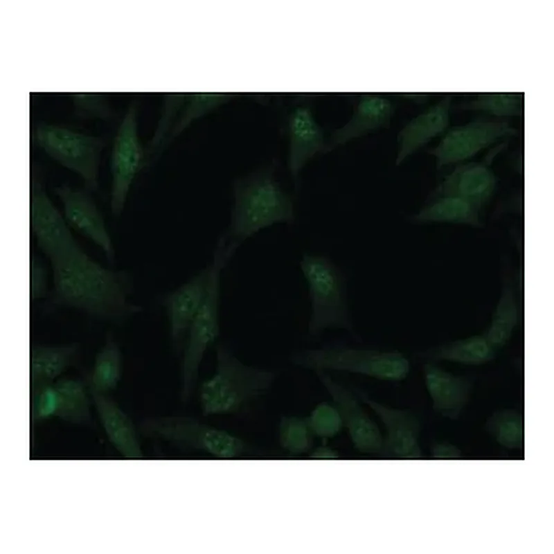 Merck Anti-Cullin-4A antibody produced in rabbit