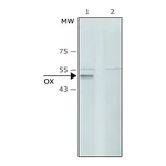 Merck Anti-Lysyl Oxidase (C-terminal) antibody produced in rabbit