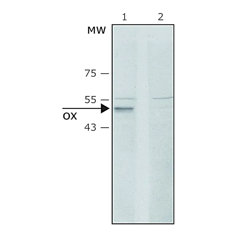 Merck Anti-Lysyl Oxidase (C-terminal) antibody produced in rabbit