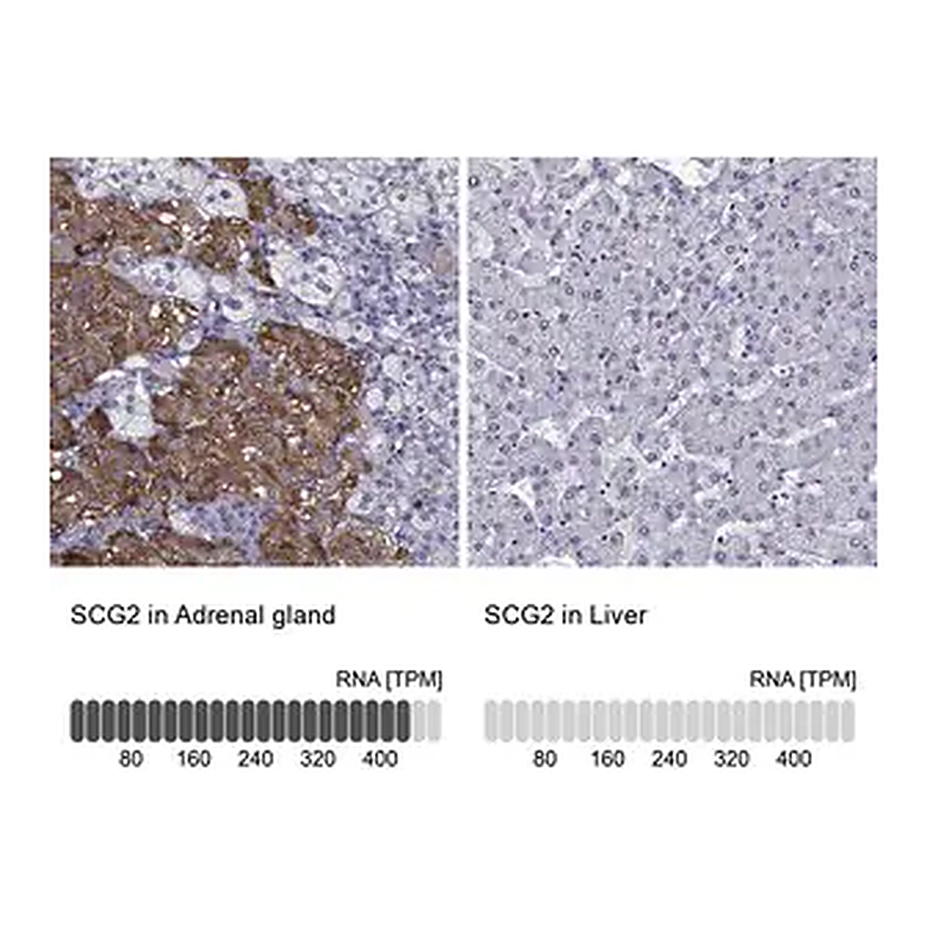 Merck Anti-SCG2 antibody produced in rabbit