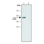 Merck Anti-Lysyl Oxidase antibody produced in rabbit