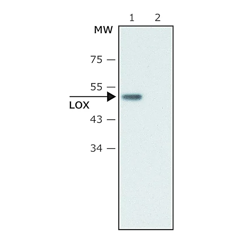 Merck Anti-Lysyl Oxidase antibody produced in rabbit