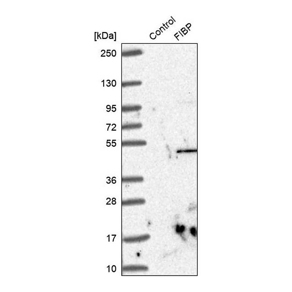 Merck Anti-FIBP antibody produced in rabbit