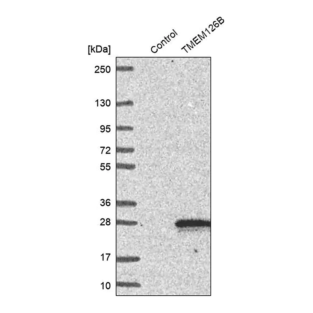 Merck Anti-TMEM126B antibody produced in rabbit