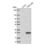 Merck Anti-TMEM126B antibody produced in rabbit