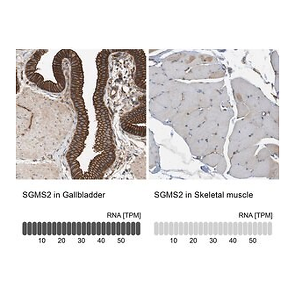 Merck Anti-SGMS2 antibody produced in rabbit