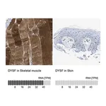 Merck Anti-DYSF antibody produced in rabbit