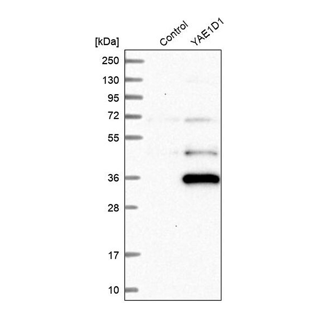 Merck Anti-YAE1D1 antibody produced in rabbit