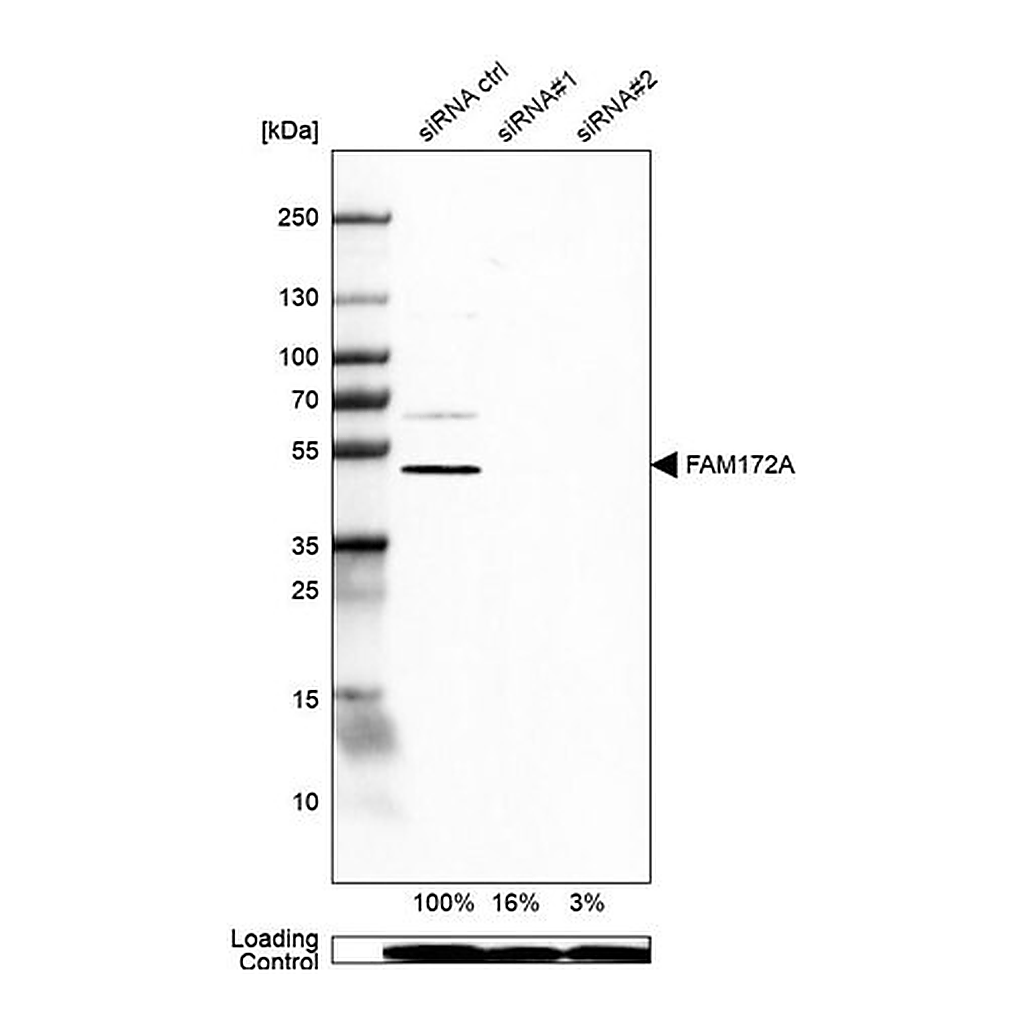 Merck Anti-FAM172A antibody produced in rabbit