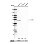 Merck Anti-FAM172A antibody produced in rabbit