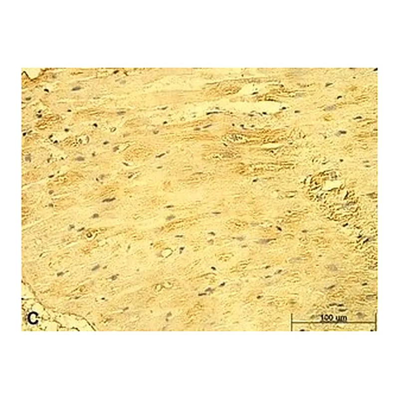 Merck Anti-CD46 antibody produced in rabbit