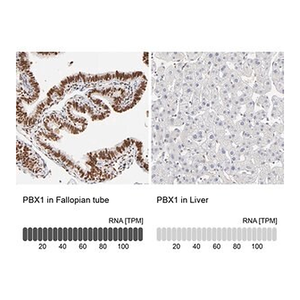 Merck Anti-PBX1 antibody produced in rabbit