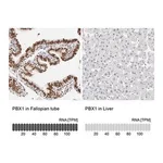 Merck Anti-PBX1 antibody produced in rabbit