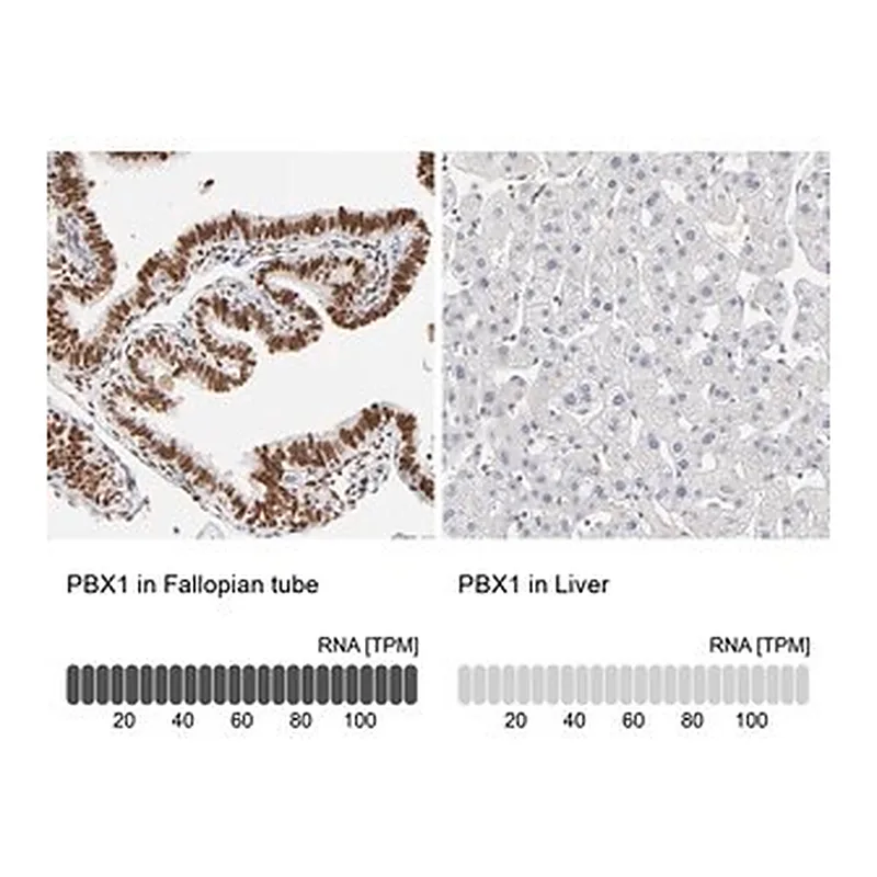 Merck Anti-PBX1 antibody produced in rabbit