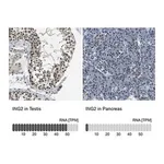 Merck Anti-ING2 antibody produced in rabbit
