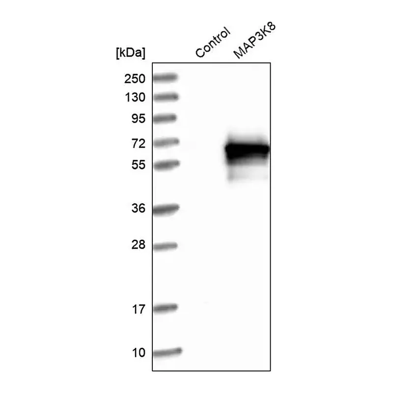 Merck Anti-MAP3K8 antibody produced in rabbit