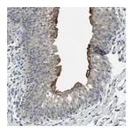 Merck Anti-RIPK2 antibody produced in rabbit