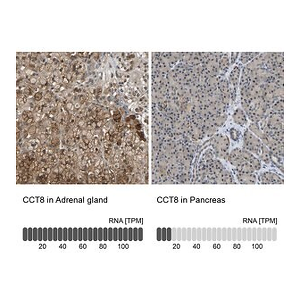 Merck Anti-CCT8 antibody produced in rabbit