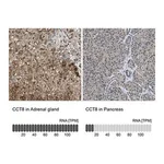 Merck Anti-CCT8 antibody produced in rabbit
