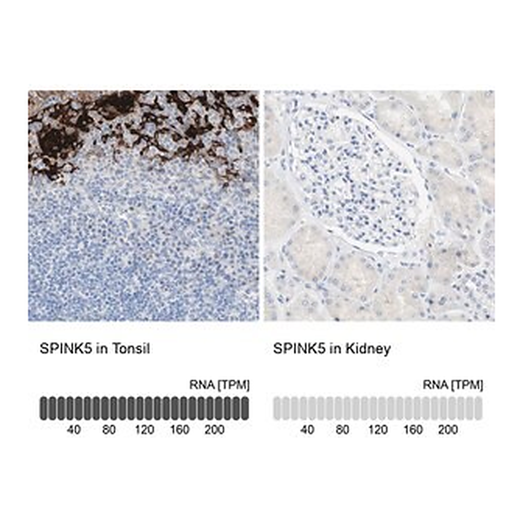 Merck Anti-SPINK5 antibody produced in rabbit