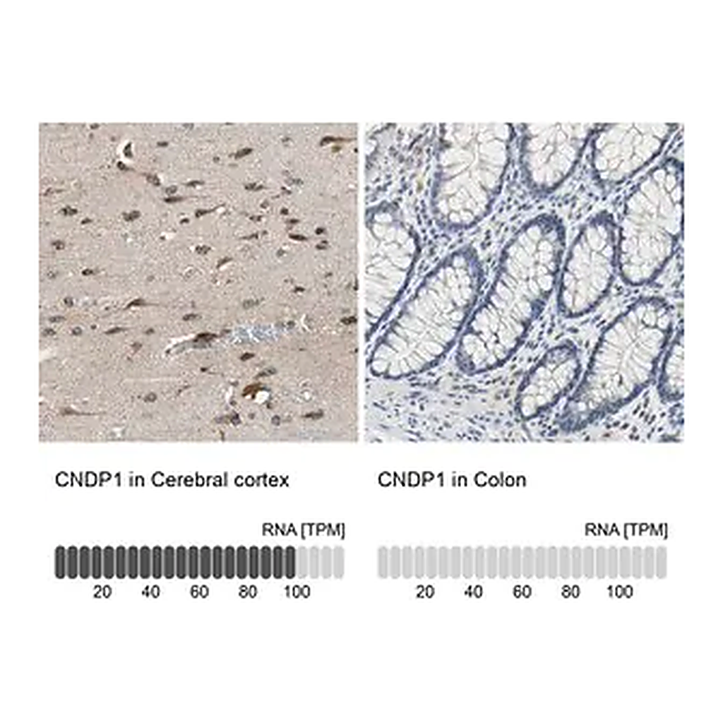 Merck Anti-CNDP1 antibody produced in rabbit