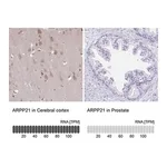Merck ANTI-ARPP21 antibody produced in rabbit