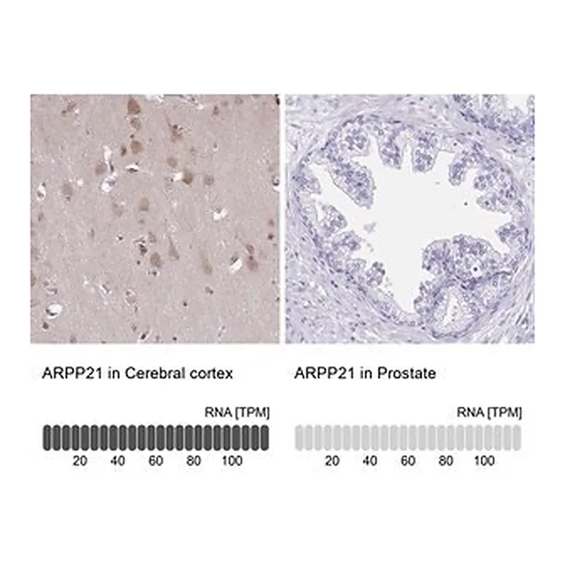 Merck ANTI-ARPP21 antibody produced in rabbit